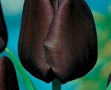 Лале Queen of Night